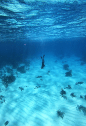 Diving - Kudafushi Resort & Spa