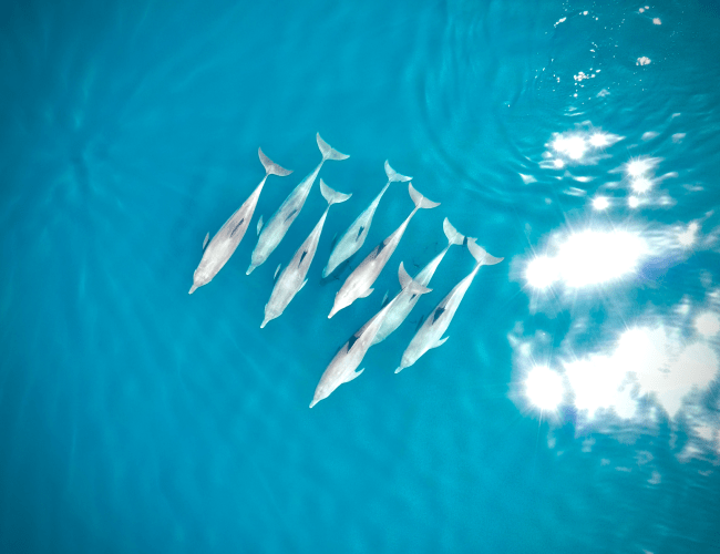 Lucky Dolphin - Kudafushi Resort & Spa