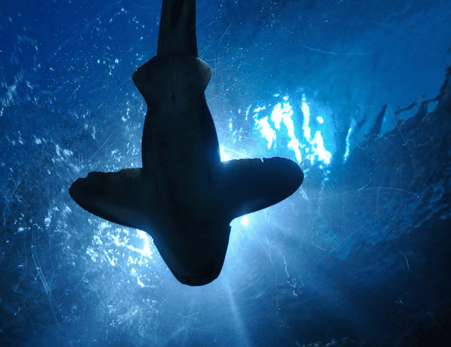 Snorkeling with Nurse Sharks