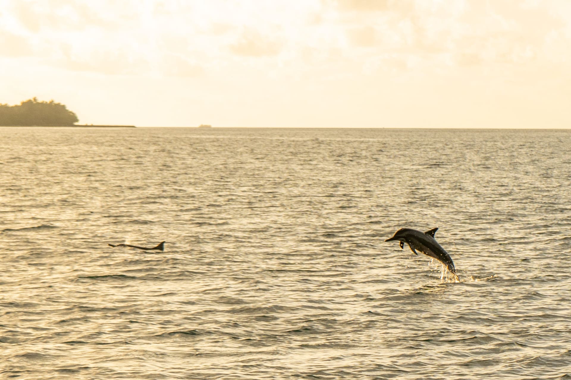 Kudafushi Resort & Spa Maldives - Lucky Dolphin